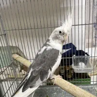 نر وایت فیس مست|پرنده|آمل, |دیوار