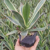 حراج گُل آگاو در چهارباغ