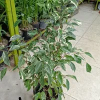 همایش روز مادر گلخانه گل و گیاه|گردهمایی و همایش|مشهد, حیدرآباد|دیوار