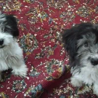 واگذاری میشه|سگ|میانه, |دیوار