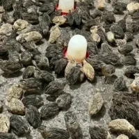 بلدرچین