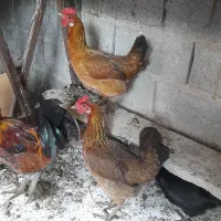 مرغ خروس و تشنو لری|حیوانات مزرعه|گرگان, |دیوار