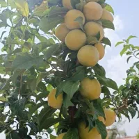 فروش زمین هفت باغ