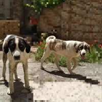سگ ت|سگ|خمین, |دیوار