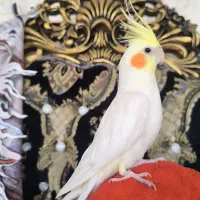 عروس هلندی لوتینو نر مست مست فول رام و دستی