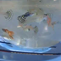 ماهی گوپی|ماهی|مرودشت, ژیان|دیوار