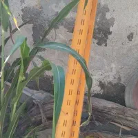 قفسه
