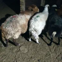 6راس میانه میش