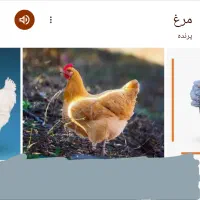 مرغ خروس جوجه