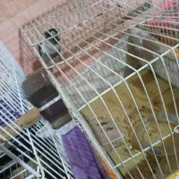 طوطی برزیلی