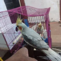 فروش هلندی|پرنده|میناب, |دیوار