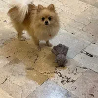 پامر بالغ (خرسی،عروسکی و روباهی)|سگ|شیراز, دروازه قران|دیوار