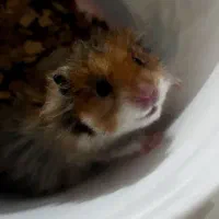 همستر دستی نژاد سوری موبلند