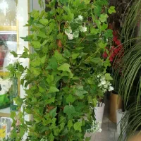 درختچه مصنوعی|گل مصنوعی|رباطکریم, رباطکریم|دیوار