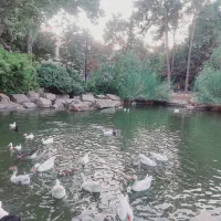 سوییت اجاره ای