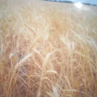 فروش-زمین-کشاورزی