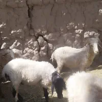 بره نر وکاور ابستن دوتا باهم ۲۸/۵۰۰