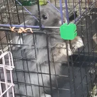 خرگوش هلندی بلو