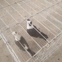 کله سفید|پرنده|خرمشهر, |دیوار