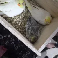 عروس هلندی جفت