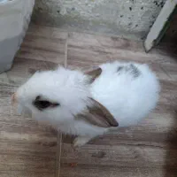 خرگوش نر