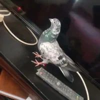 کفتر|پرنده|سجاس رود, |دیوار