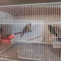 گیرینچیک مولد دبل رد