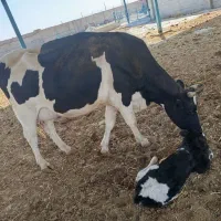 تلیسه با گوساله