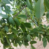 باغ کشاورزی محدوده پل زمانخان|فروش دفتر صنعتی، کشاورزی، تجاری|خمینی‌شهر, |دیوار