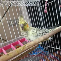 عروس هلندی ماده اسم کاکولی