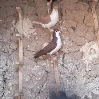 کبوتر پرشی
