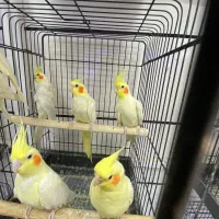 عروس هلندی  تنوع زیاد کلی * جزئی