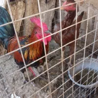 مرغو خروس|حیوانات مزرعه|بهارستان, |دیوار