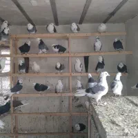 کبوتر جوجه ابلغ|پرنده|تهران, میدان میوه و ترهبار مرکزی|دیوار