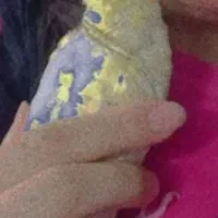 عروس هلندی ماده