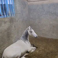اسب نریان عرب ایرانی