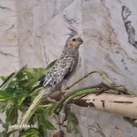 عروس هلندی ماده