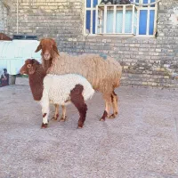 گوسفند وبره بره بز گاو میش