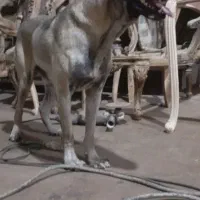 سگ سرابی