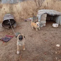 سگ پا کوتاه