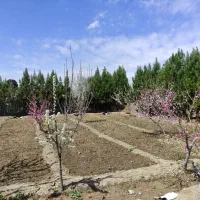 ۴۵۰ متر باغچه، تپه نظام آباد،کاشانک/تهاتر با خودرو|فروش دفتر صنعتی، کشاورزی، تجاری|اسلام‌شهر, کاشانک|دیوار