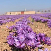 پایگاه توزیع گل زعفران