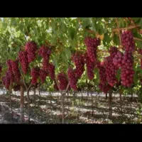 هرس ،احداث ومرتب سازی باغ ویلا|خدمات باغبانی و درختکاری|ارومیه, |دیوار