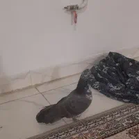 کبوتر|پرنده|نهاوند, |دیوار