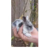 خرگوش مینیاتوری لوپی