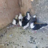 ۵ عدد کهنه یک عدد جوانه صده