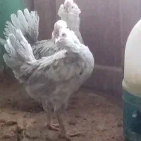 جفت مرغ گلین طوسی فول