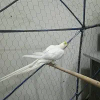 عروس هلندی لوتینیو|پرنده|خرمشهر, |دیوار