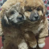 سگ شیتزو شیطون اصیل