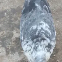 کبوتر